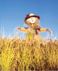 Scarecrows